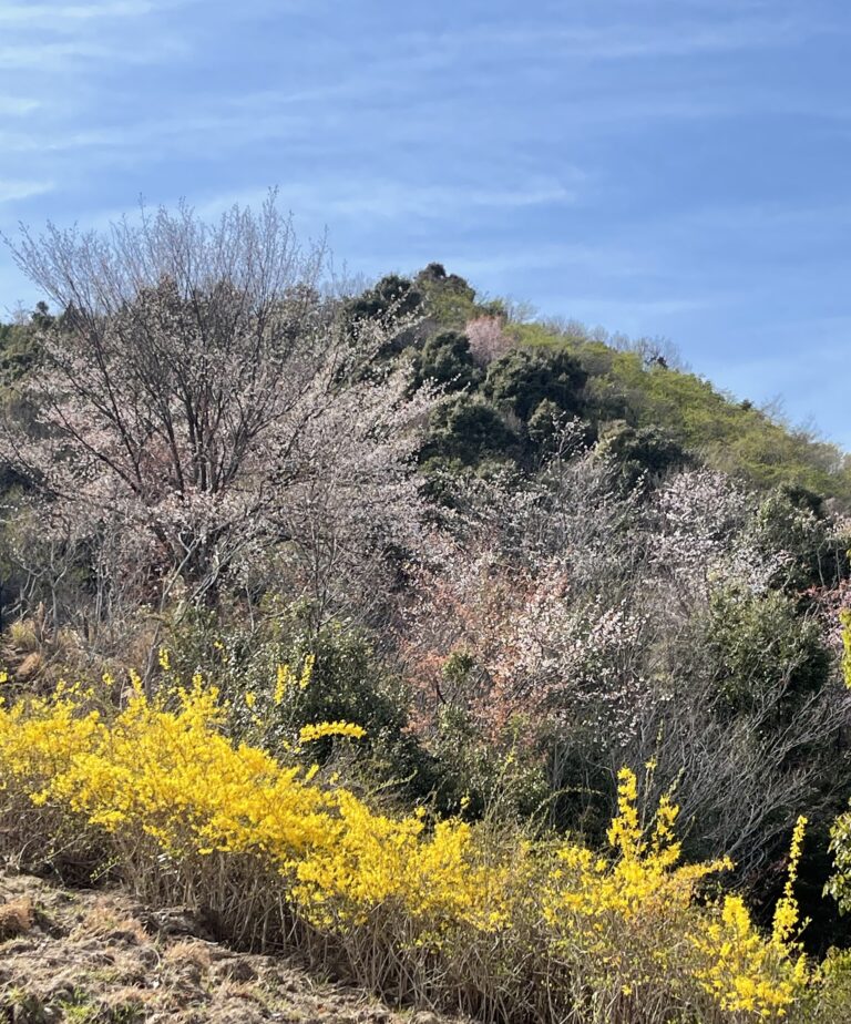 大塚の森の山桜