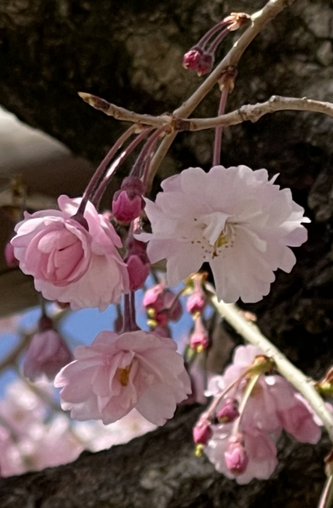 大塚の森のしだれ桜(アップ)