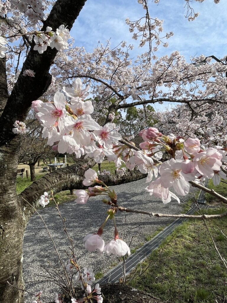 大塚の森でサクラを楽しむ 2026