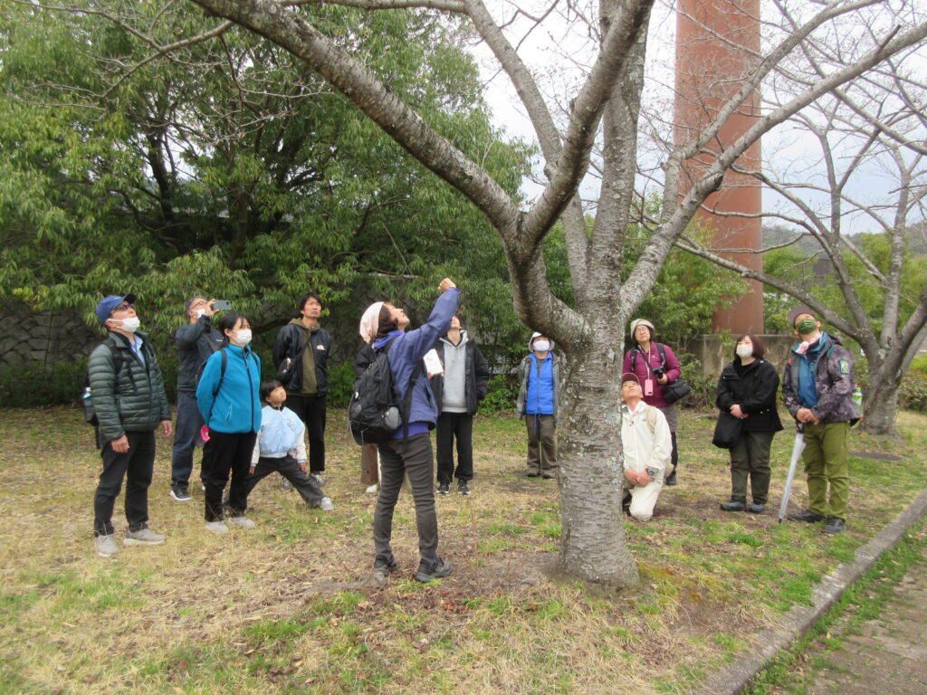 もりいき おおつか　さくらをかんじる　わーくしょっぷ